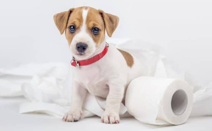 melhor adestrador sanitário para cães