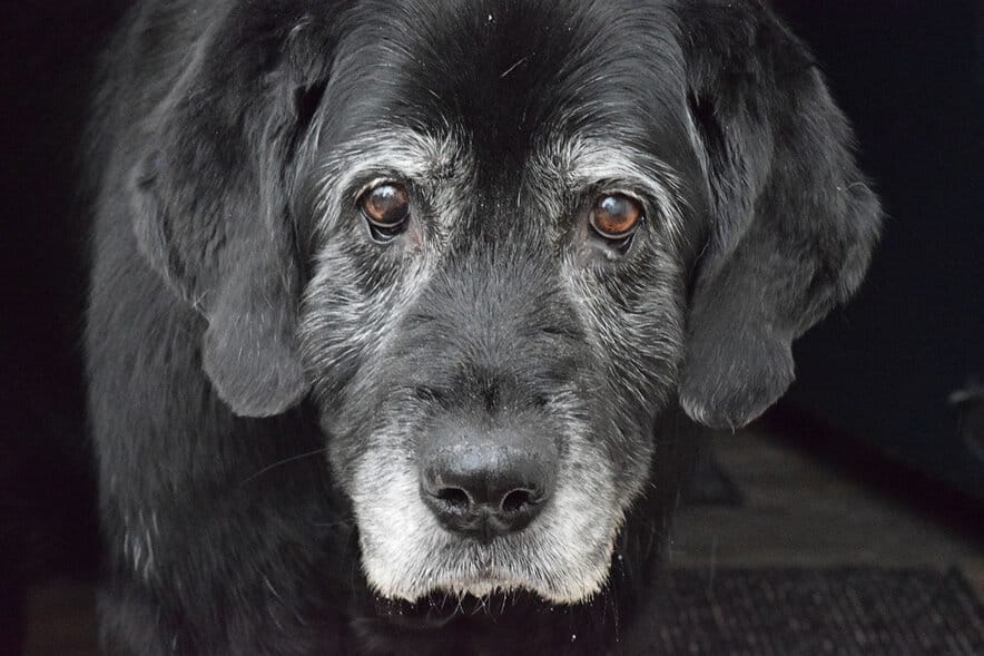 cães idosos