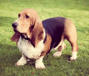 melhor ração para basset hound
