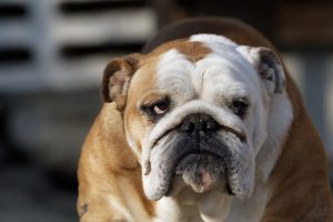 melhor ração para bulldog inglês