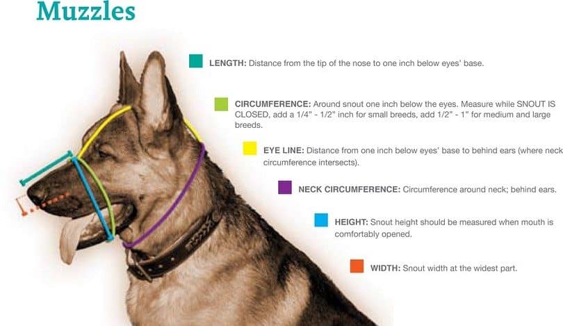 como escolher a focinheira ideal para o meu cão