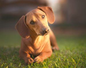 melhor ração para dachshund