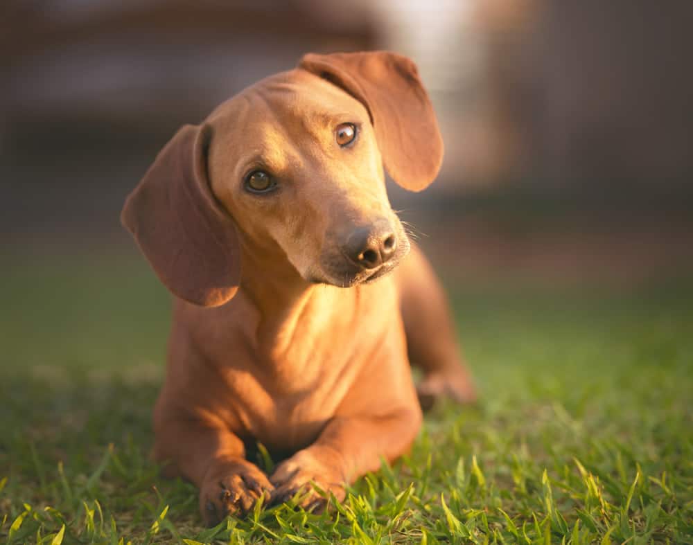 dachshund