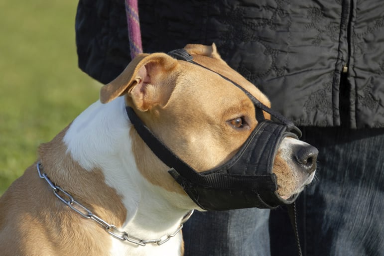 melhor focinheira para cães