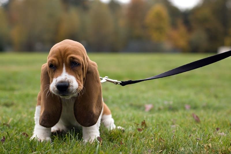 melhor ração para basset hound