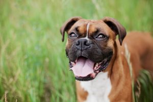 melhor ração para boxer