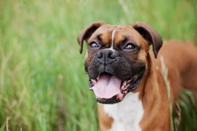 boxer