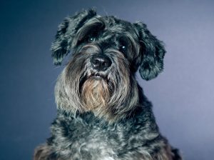 melhor ração para Schnauzer