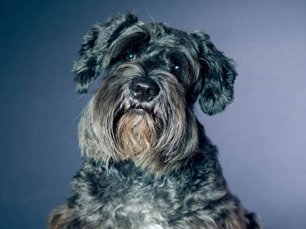 Schnauzer