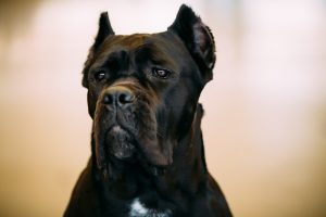 melhor ração para cane corso