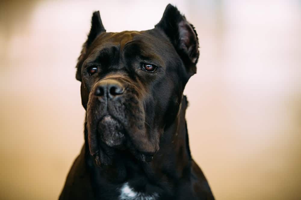 cane corso