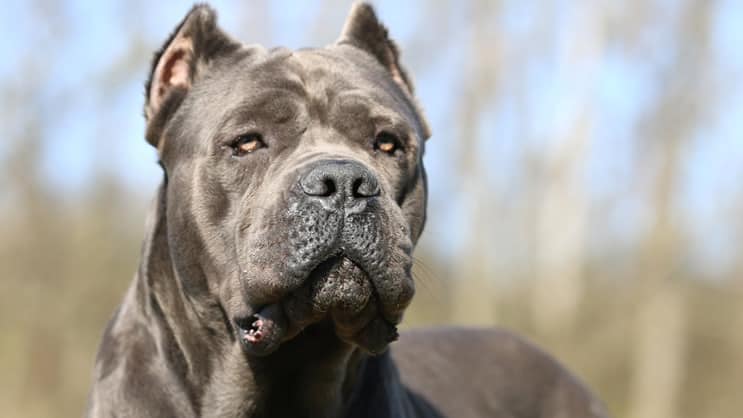 cane corso