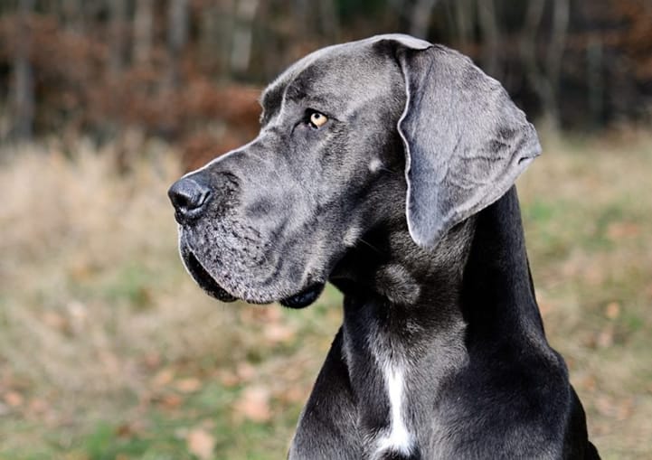 dogue alemão