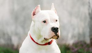 melhor ração para dogo argentino