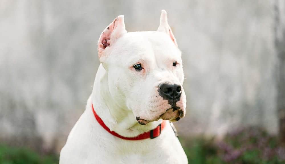 dogo argentino