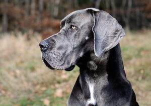 melhor ração para dogue alemão