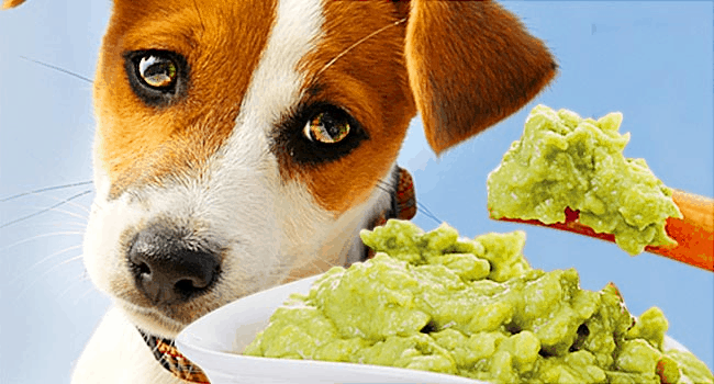 curso alimentação natural para cães online