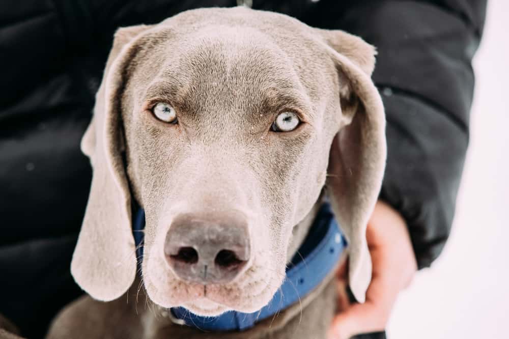 Weimaraner