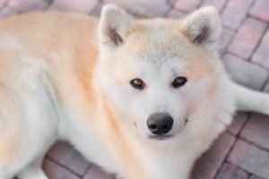 melhor ração para akita inu