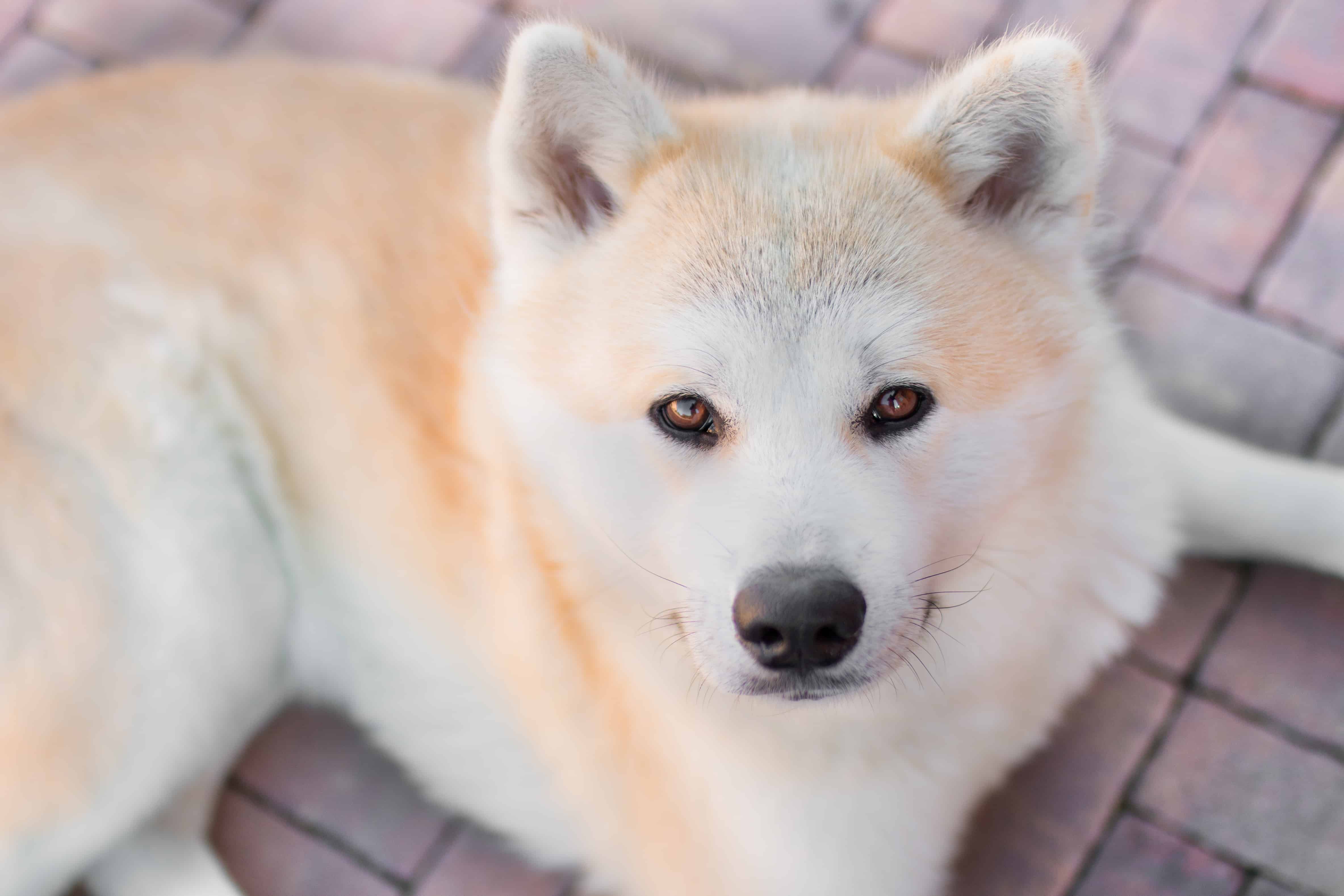 raças de cachorros grandes