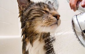 melhores antipulgas para gatos
