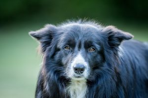 melhor ração para border collie