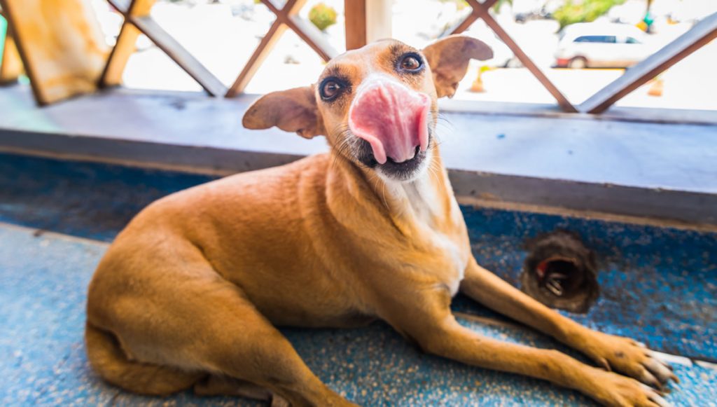 cachorro vira-latas