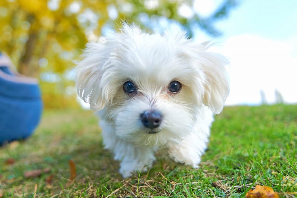 cão maltês