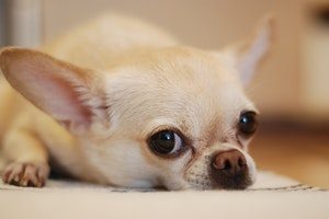 melhor ração para chihuahua