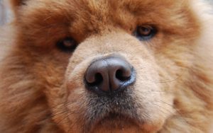 melhor ração para chow chow