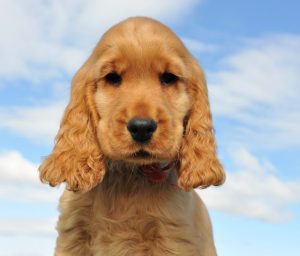 melhor ração para cocker spaniel