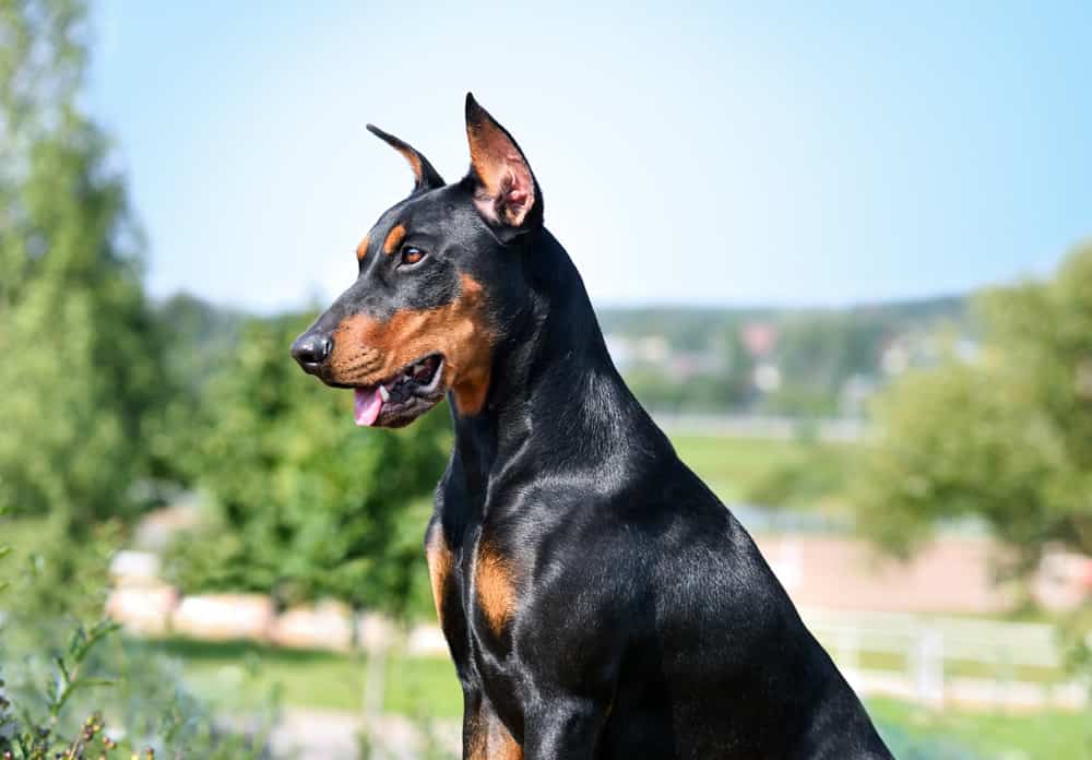 dobermann