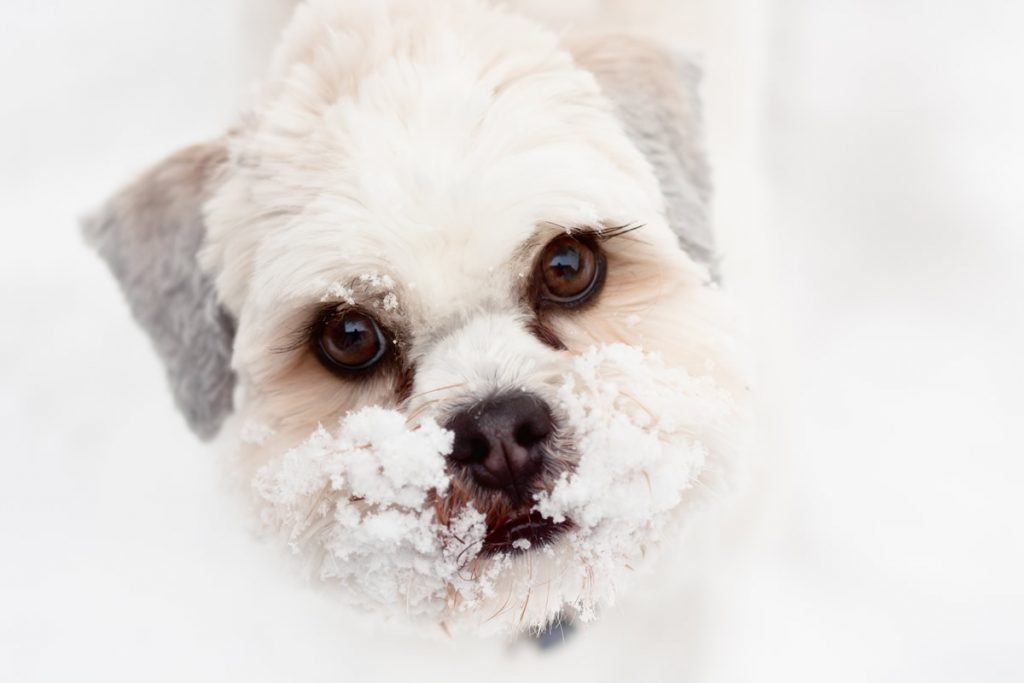 lhasa apso