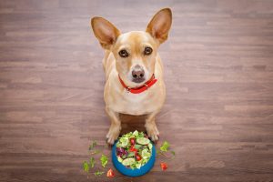 melhor ração úmida para cães