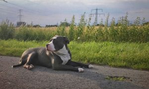 melhor ração para american bully