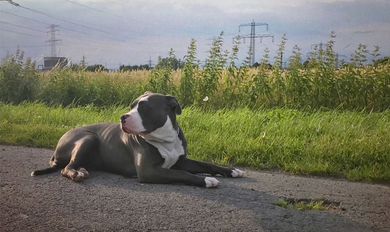 melhor ração para american bully