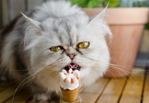 melhores petiscos para gatos