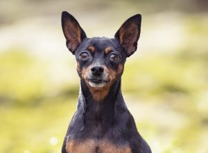 melhor ração para pinscher