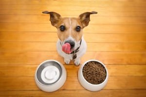 melhor ração light para cães