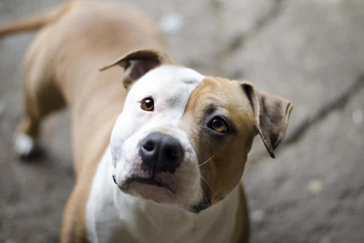 melhor ração para American Staffordshire Terrier
