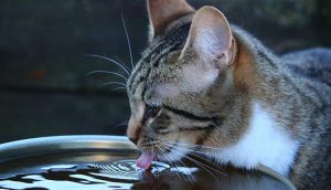 melhores bebedouros para gatos