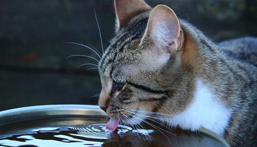 melhores bebedouros para gatos