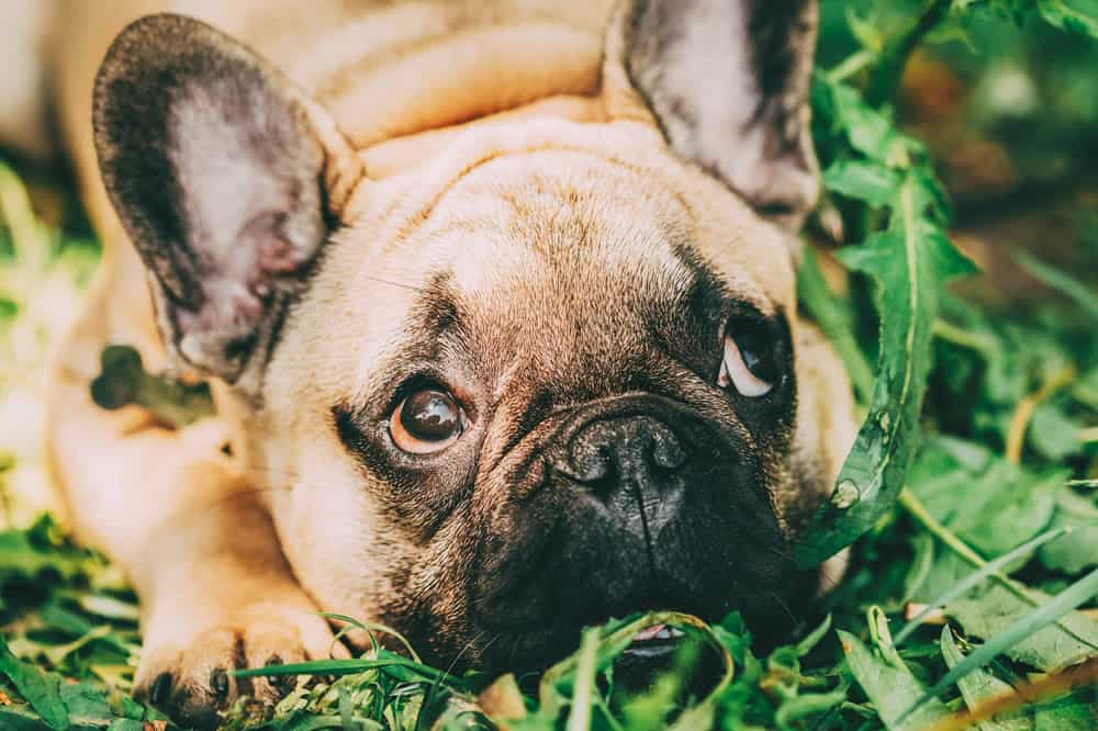 bulldog francês