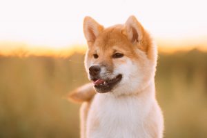 melhor ração para shiba inu