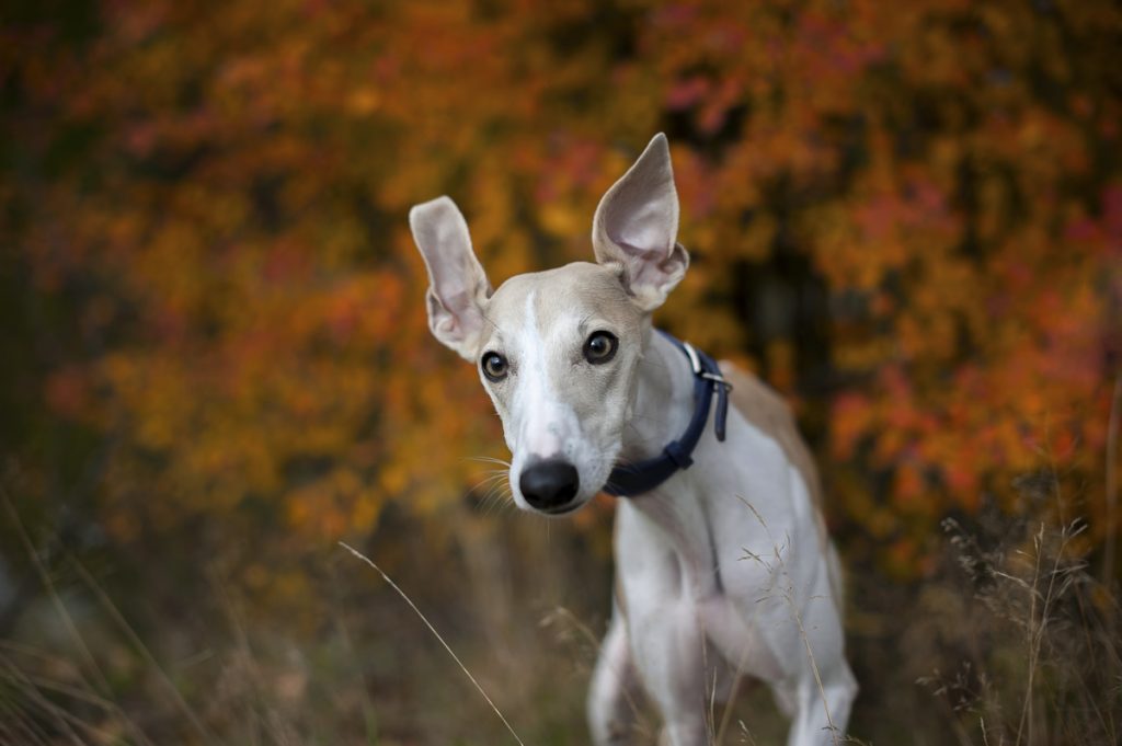 whippet