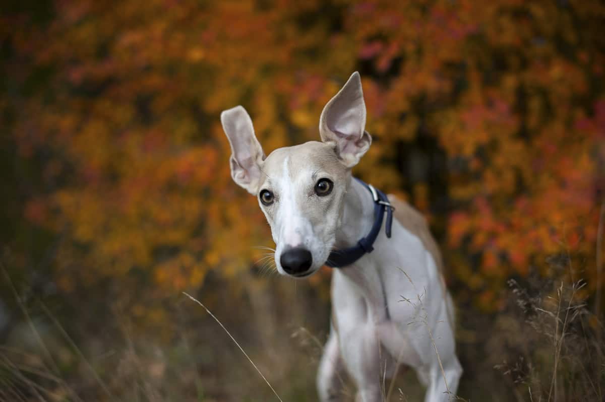 melhor ração para whippet