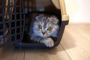 melhor caixa de transporte para gatos