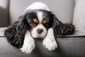 melhor ração para Cavalier King Charles Spaniel