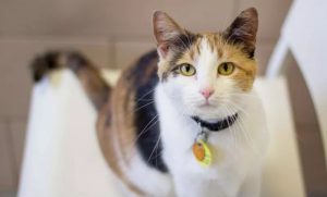melhor coleira para gatos