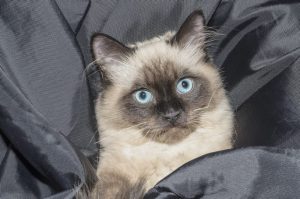 melhor ração para gato siamês